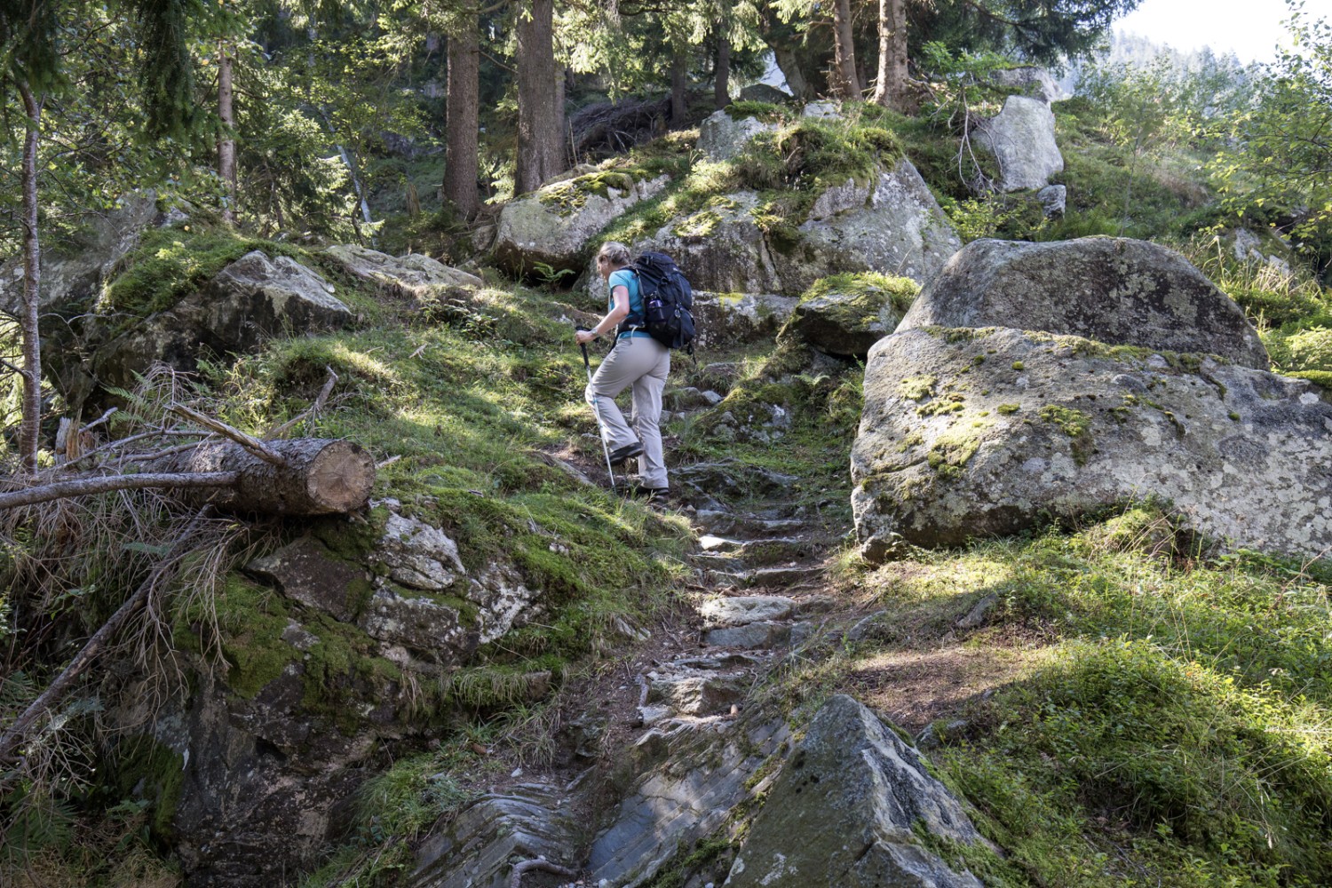 Le chemin parcourant le Fellital passe régulièrement dans la forêt ombragée. Photo: Daniel Fleuti