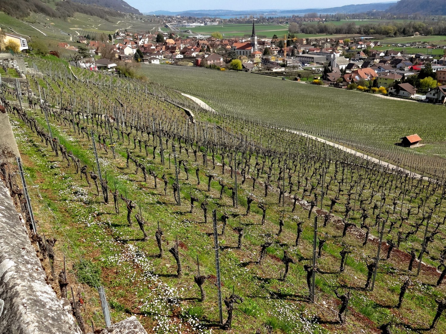 Das Dorf Cressier liegt nicht weit entfernt.