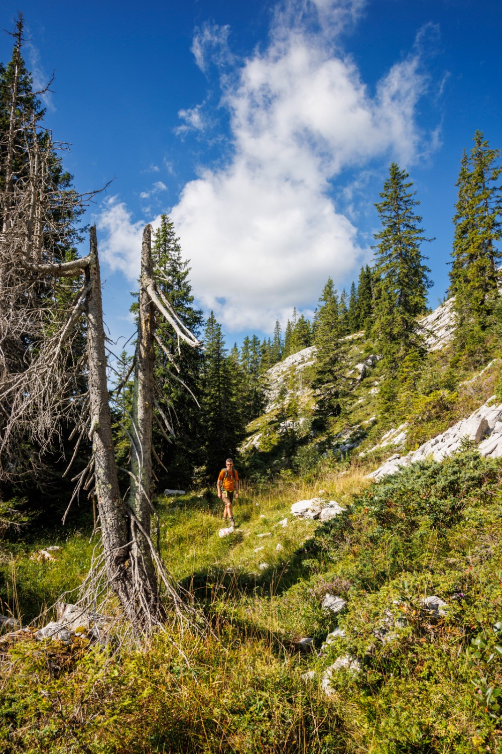 Les derniers arbres avant les lapiaz dénudés. Photo: Severin Nowacki