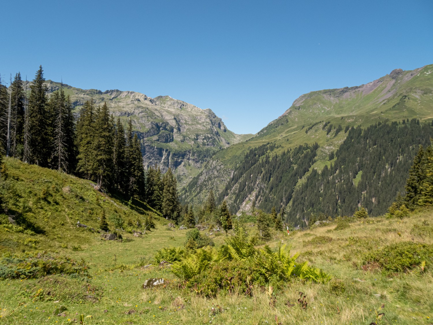 En redescendant vers Gams, on traverse d’abord des pâturages verdoyants… Photo: Vera In-Albon