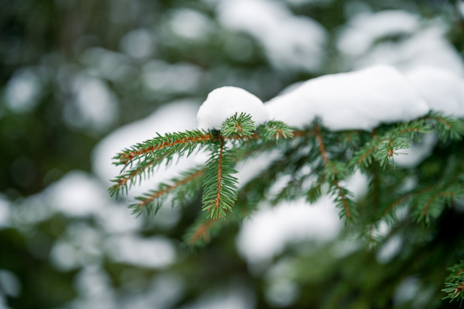 Selon le moment, il y a plus ou moins de neige sur les arbres. Photo: Jon Guler