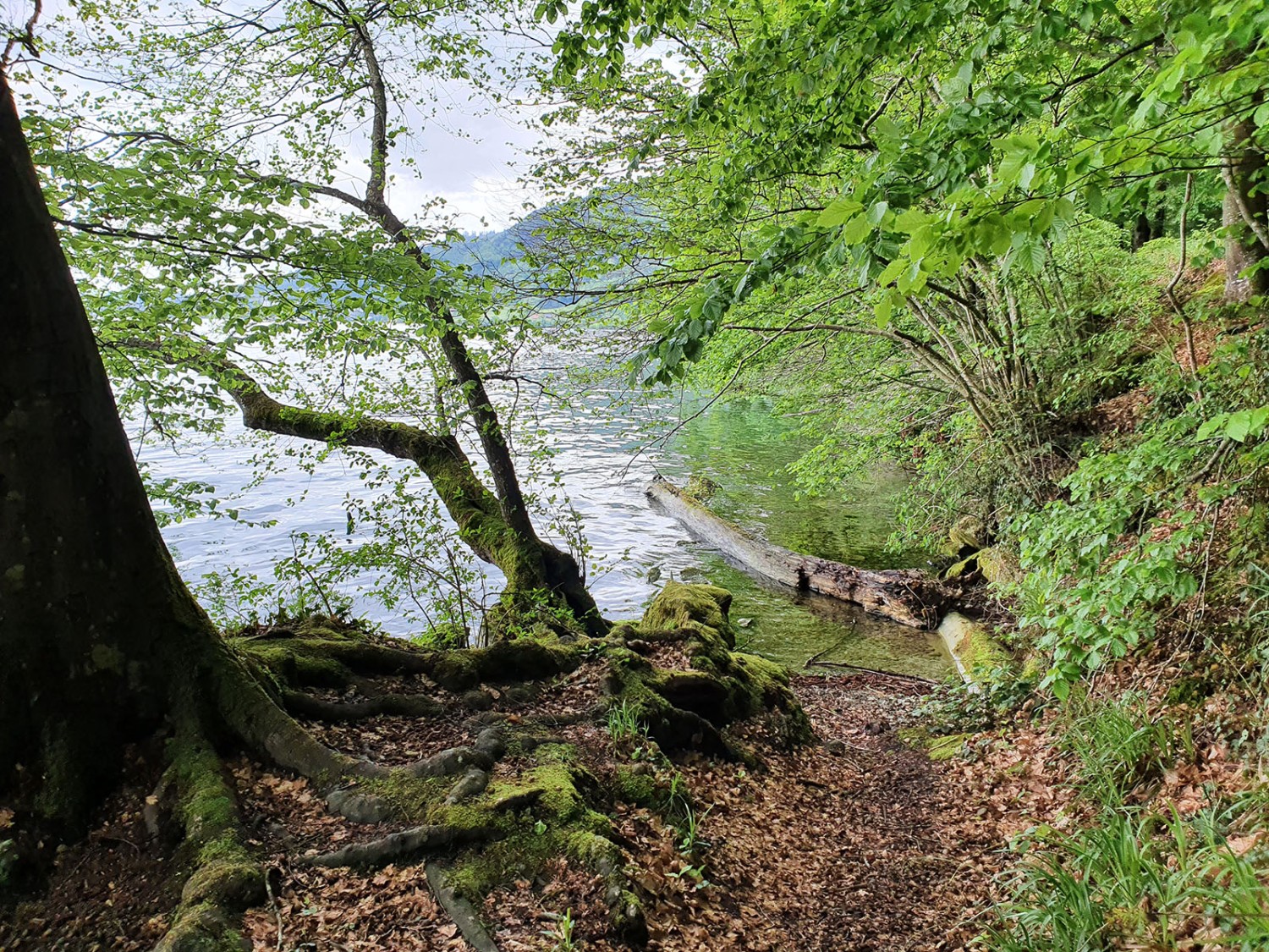 Délicieuse presqu’île de Chiemen. 
Photo: Marina Bolzli