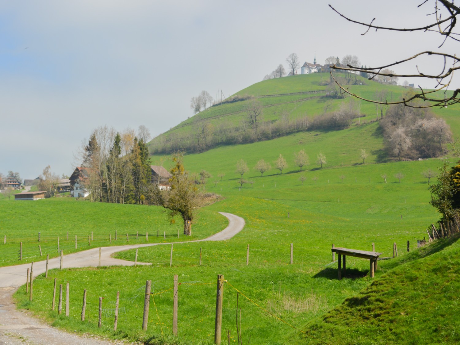 Gleich ausserhalb der Stadt blühen die Kirschbäume um die Wette. Bild: Werner Nef