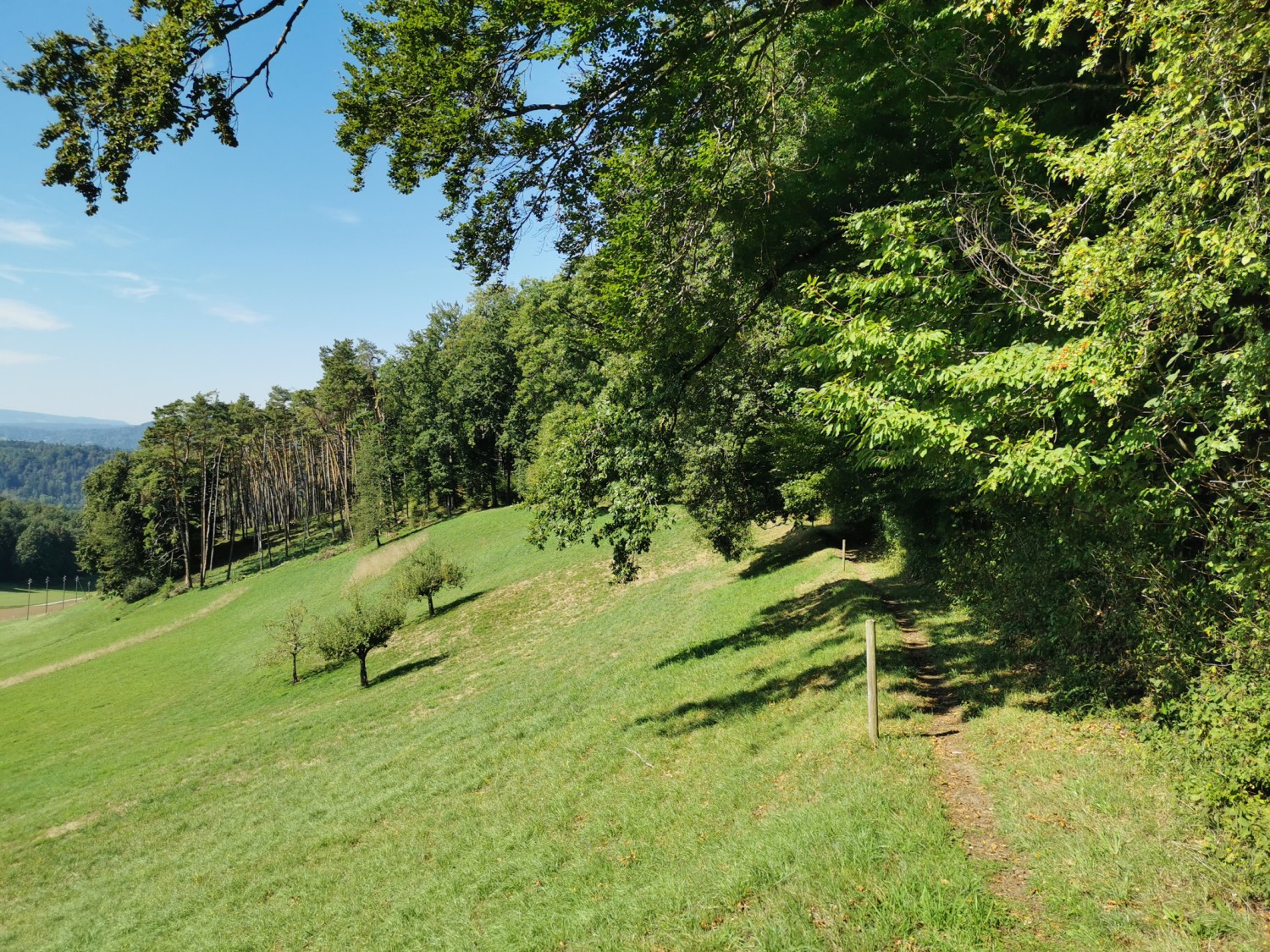 Oberhalb von Wölflishalden führt der Weg den Waldrand entlang. Bild: Andreas Staeger