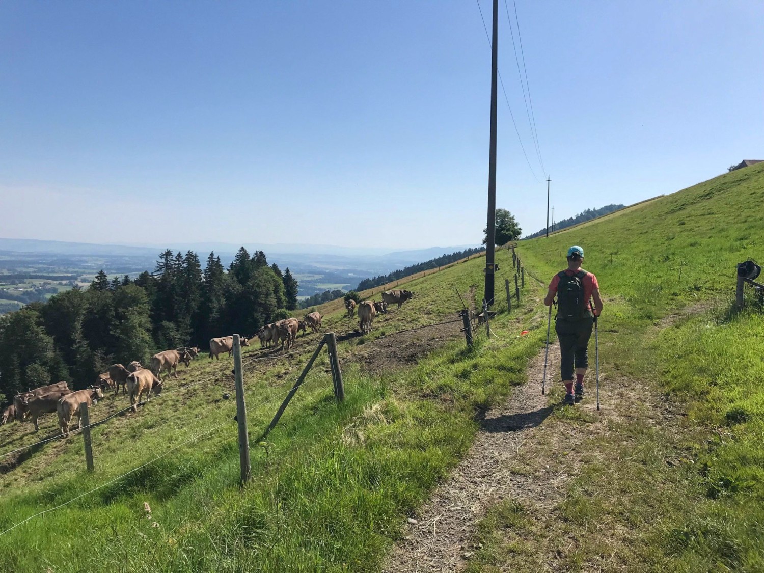 Costeggiando pascoli di bovini, il sentiero si snoda dapprima lungo la collina.