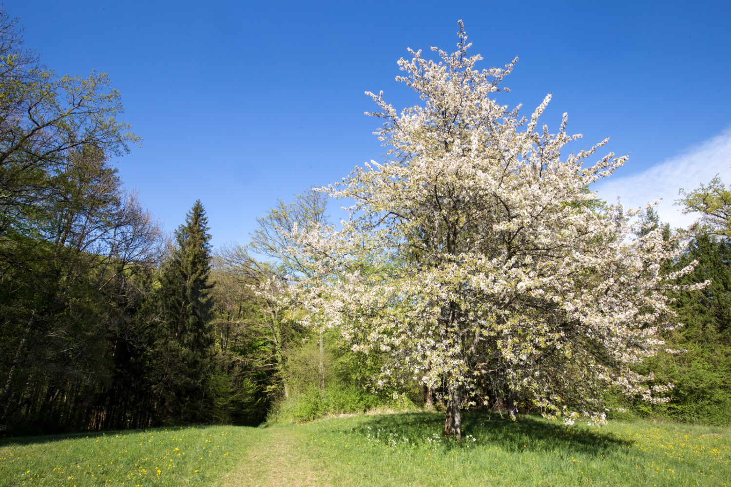 Dans la vallée de Brunnenbachtal. Photo: Daniel Fleuti