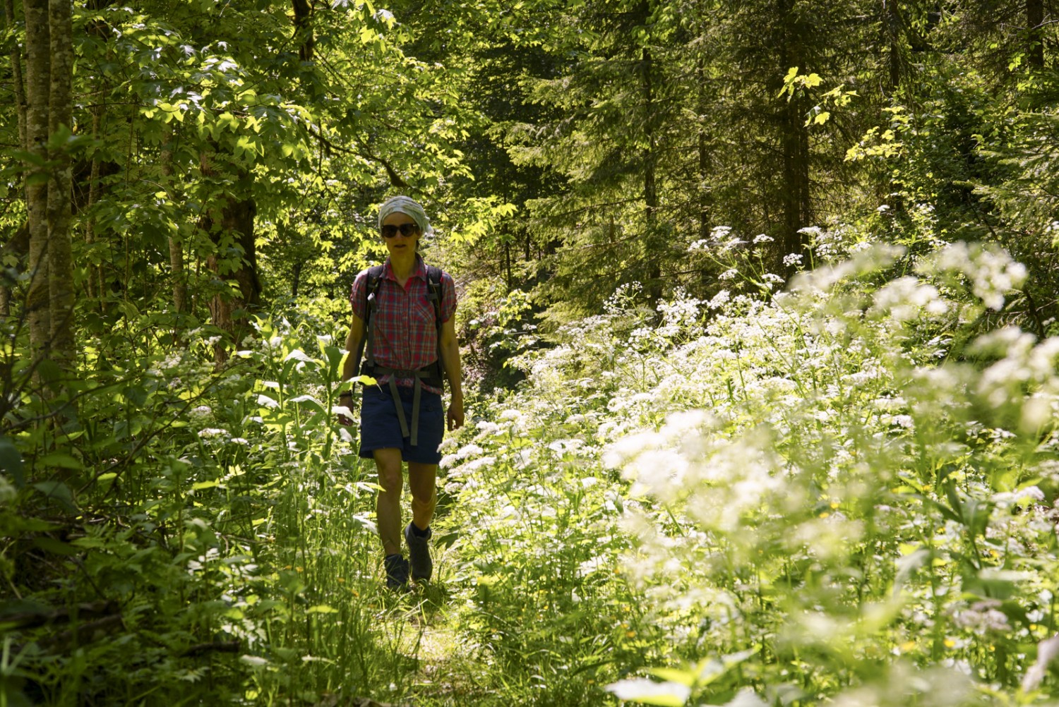 Saftige Wiese und reichhaltige Fauna auf einer Lichtung. Bild: Mia Hofmann