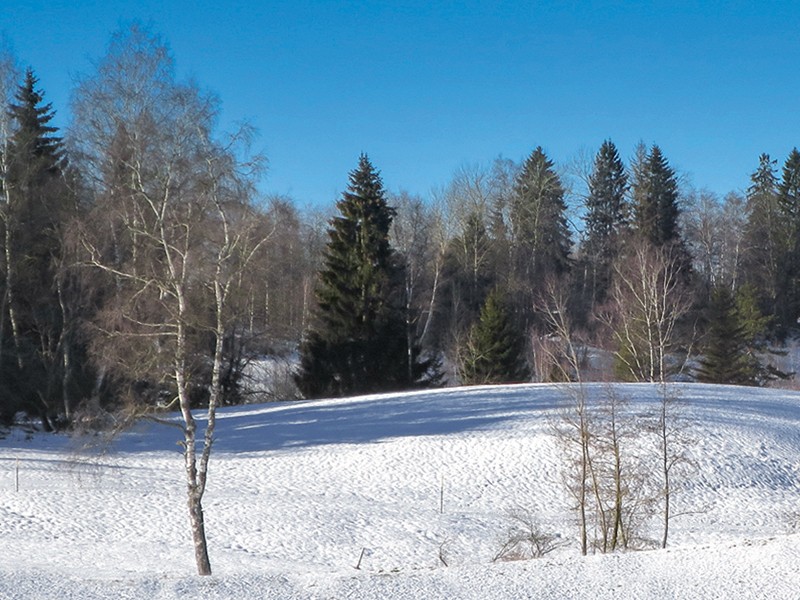 Les bosquets de bouleaux et conifères caractérisent le Zugerberg. Photo: Andreas Staeger