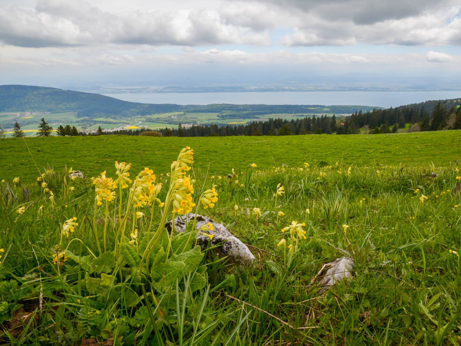 Die Schlüsselblumen recken sich zur Sonne.