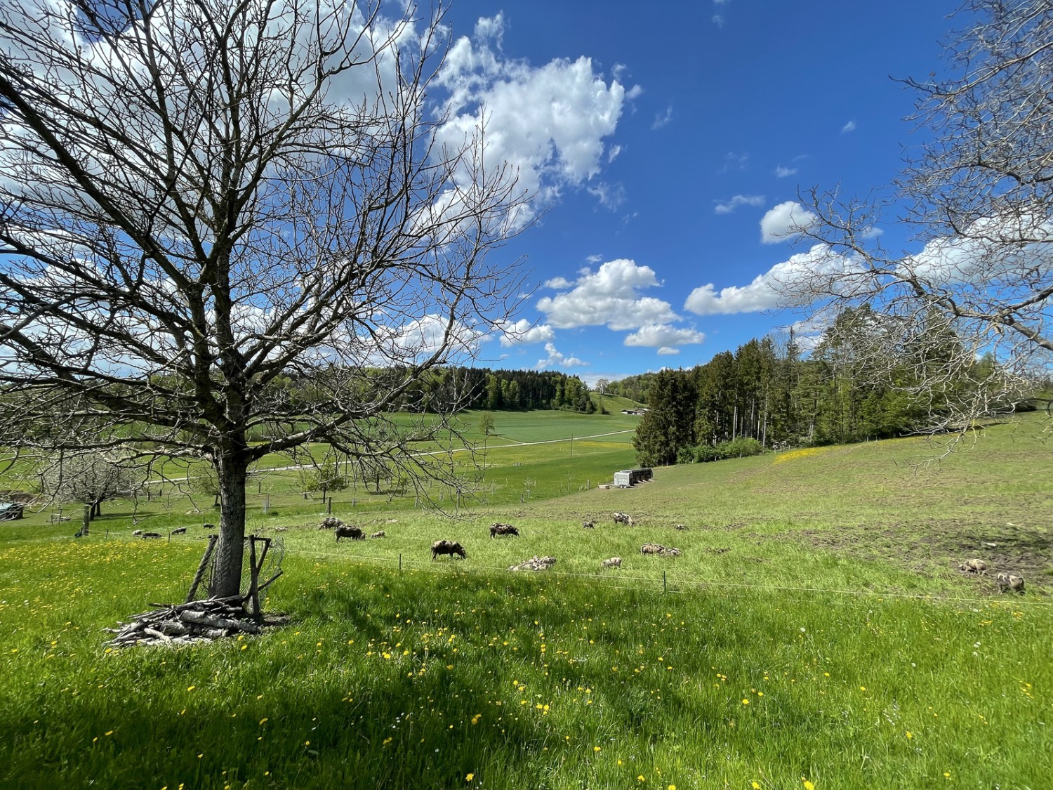 La nature comme on l’aime, peu après Lettenberg. Photo: Vera In-Albon