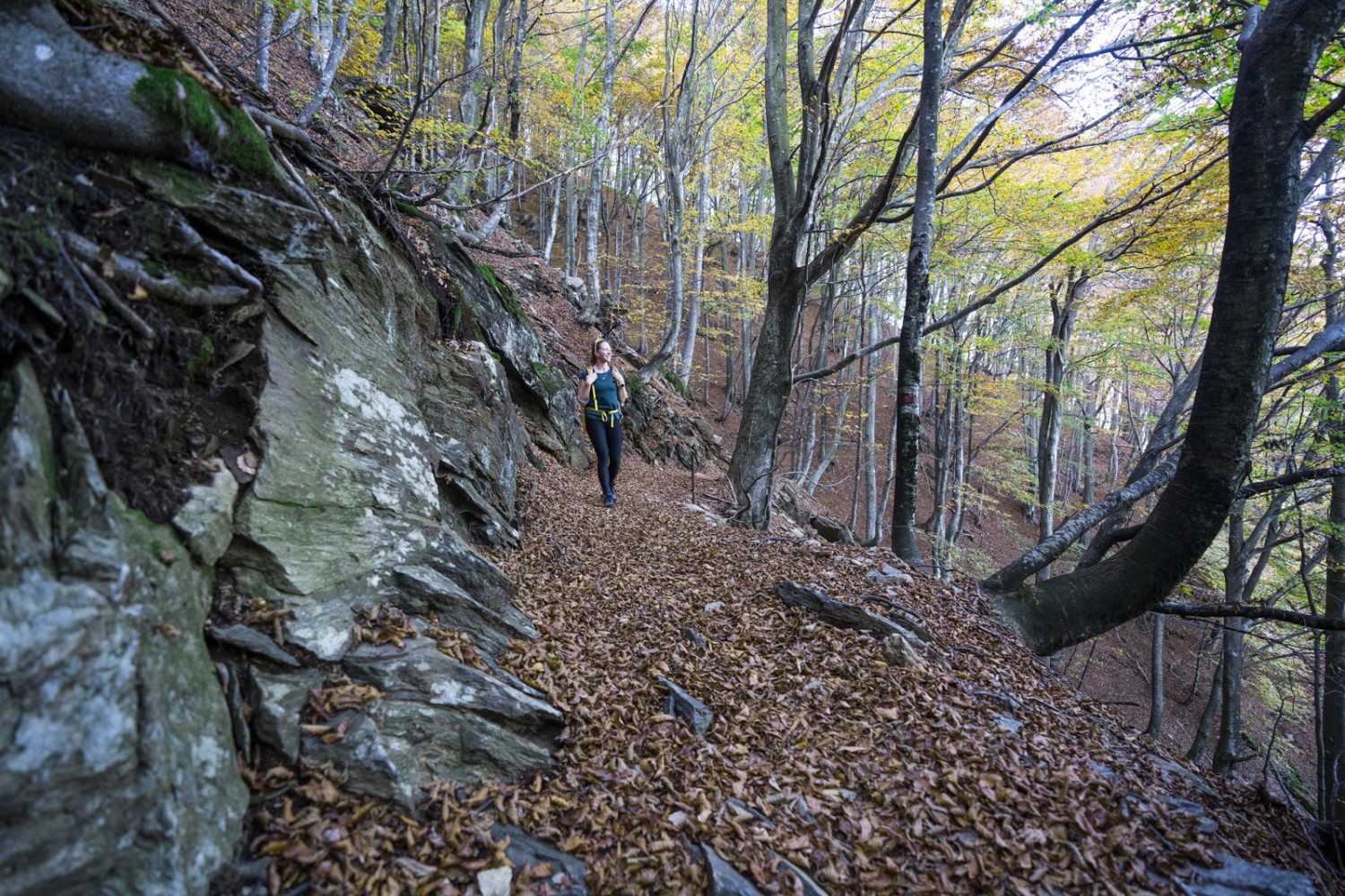 Perennemente autunno: ci sono foglie morte tutto l’anno.