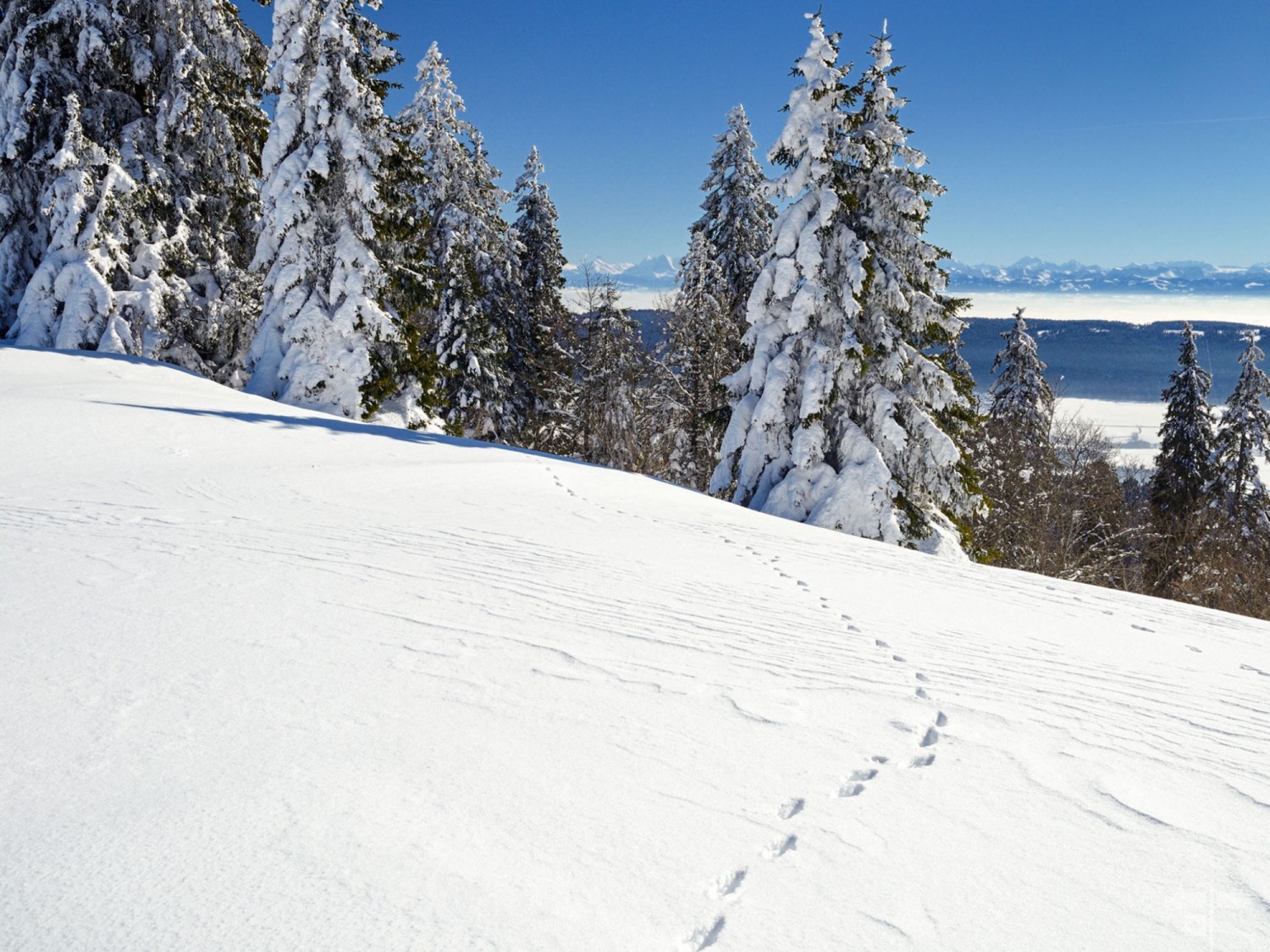 Bei schönem Winterwetter bieten sich prächtige Ausblicke auf den Alpenkamm. Und immer wieder begegnet man vielen Spuren von Tieren im Schnee.