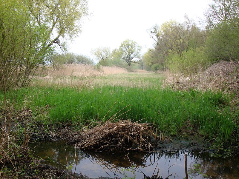 Die Wanderung ins Fanel durchquert den Lebensraum vieler Tierarten. Bild: Sabine Joss