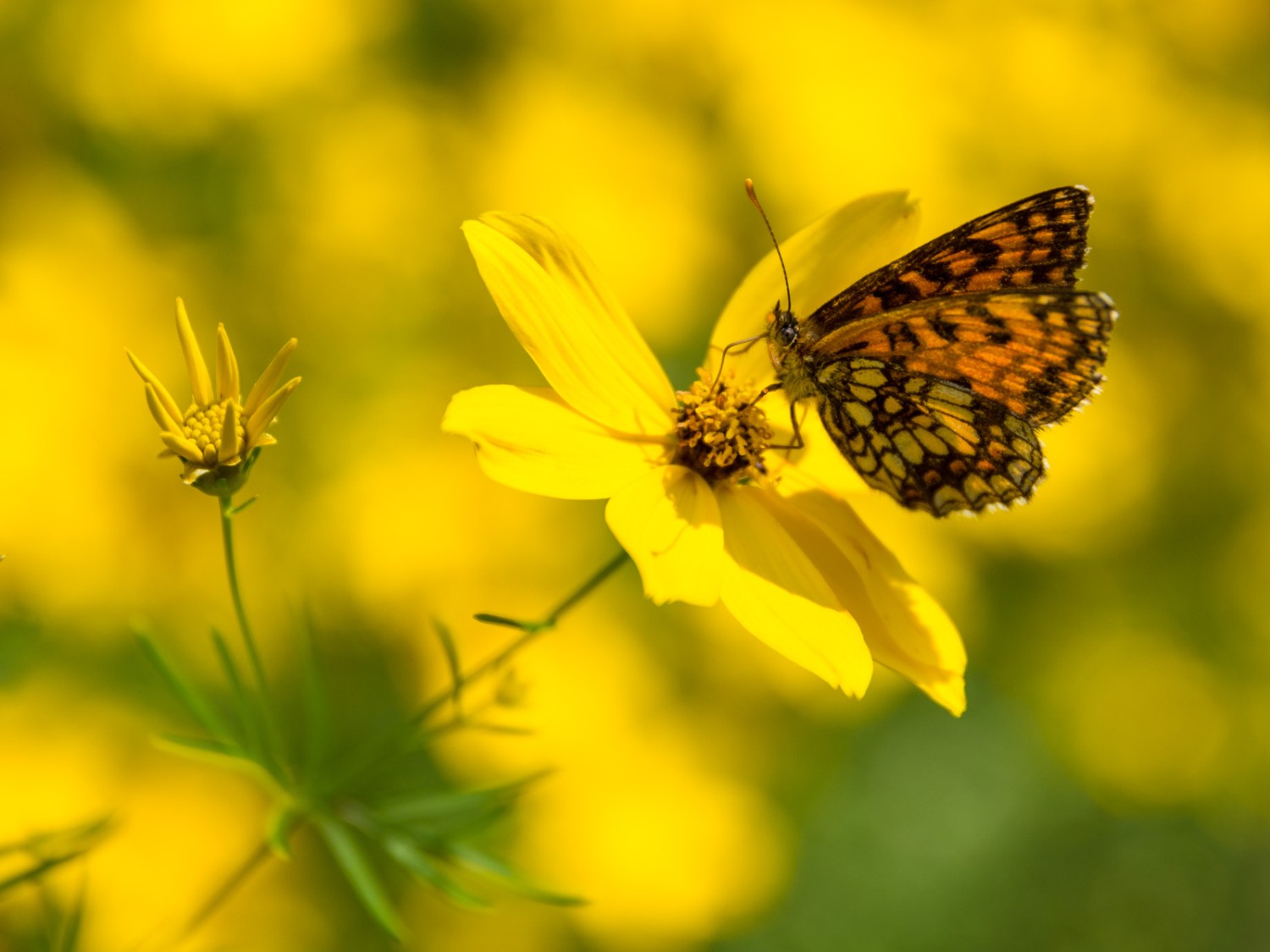 Des clairières avec des prairies et des fleurs favorisent la biodiversité. Photo: Franz Ulrich