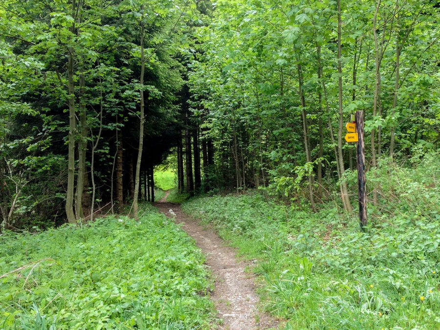 Encore et encore le chemin mène à travers la forêt ombragée. Photo: Claudia Peter