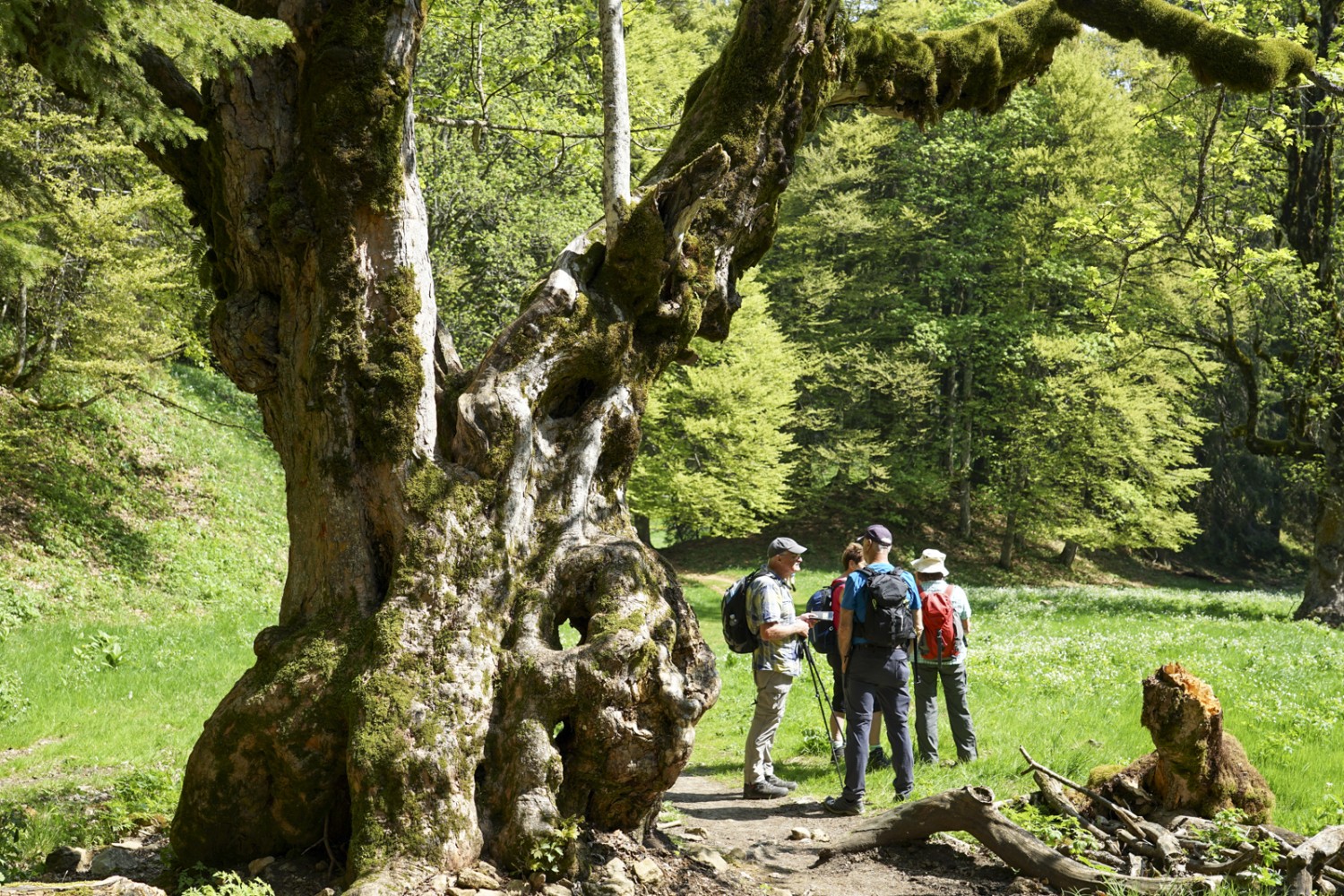 Un vieil érable au Pré aux Auges. Photo: Reto Wissmann