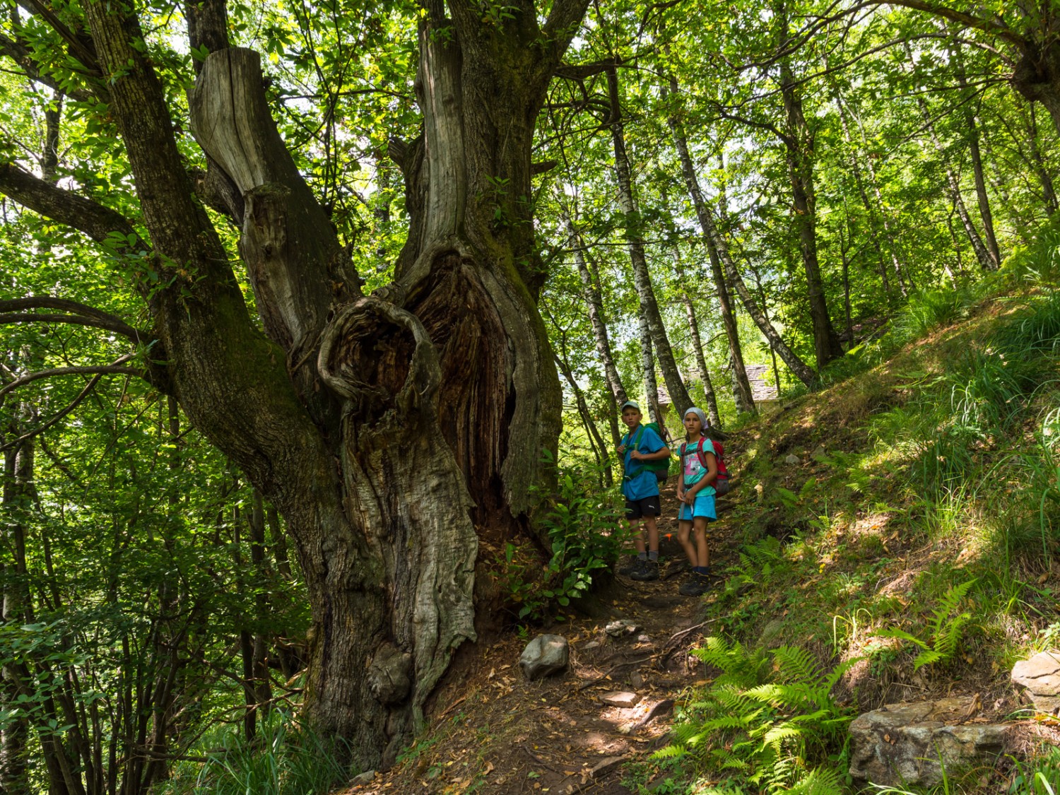 De grands et vénérables châtaigniers ourlent le chemin. Photo: Franz Ulrich