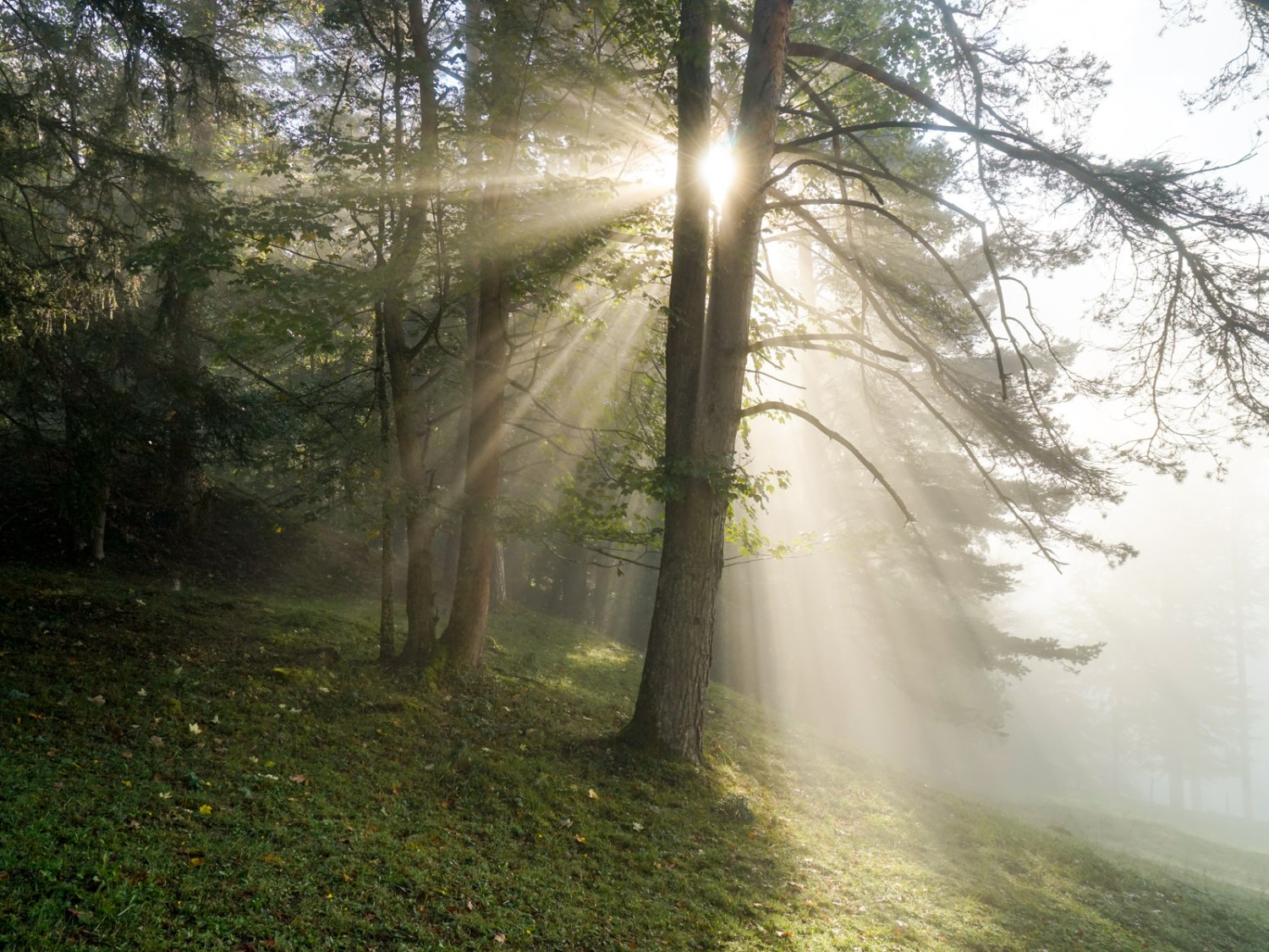 Oberhalb von Corcelles finden die Sonnenstrahlen langsam einen Weg durch den Nebel. Bilder: Fredy Joss