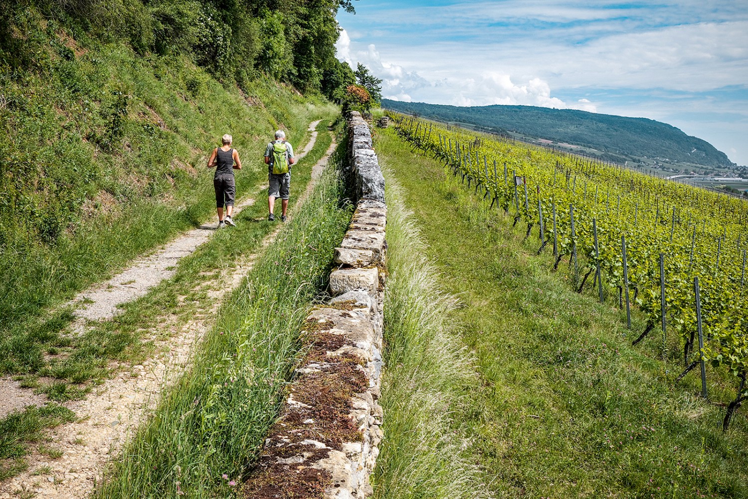 Il sentiero costeggia i vigneti fra Cornaux e Cressier. Foto: Mike Sommer