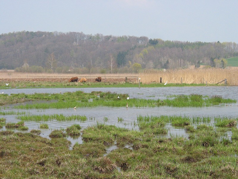 Im Neeracherried lässt sich in aller Ruhe Tiere beobachten. Bild: Maria Zachariadis