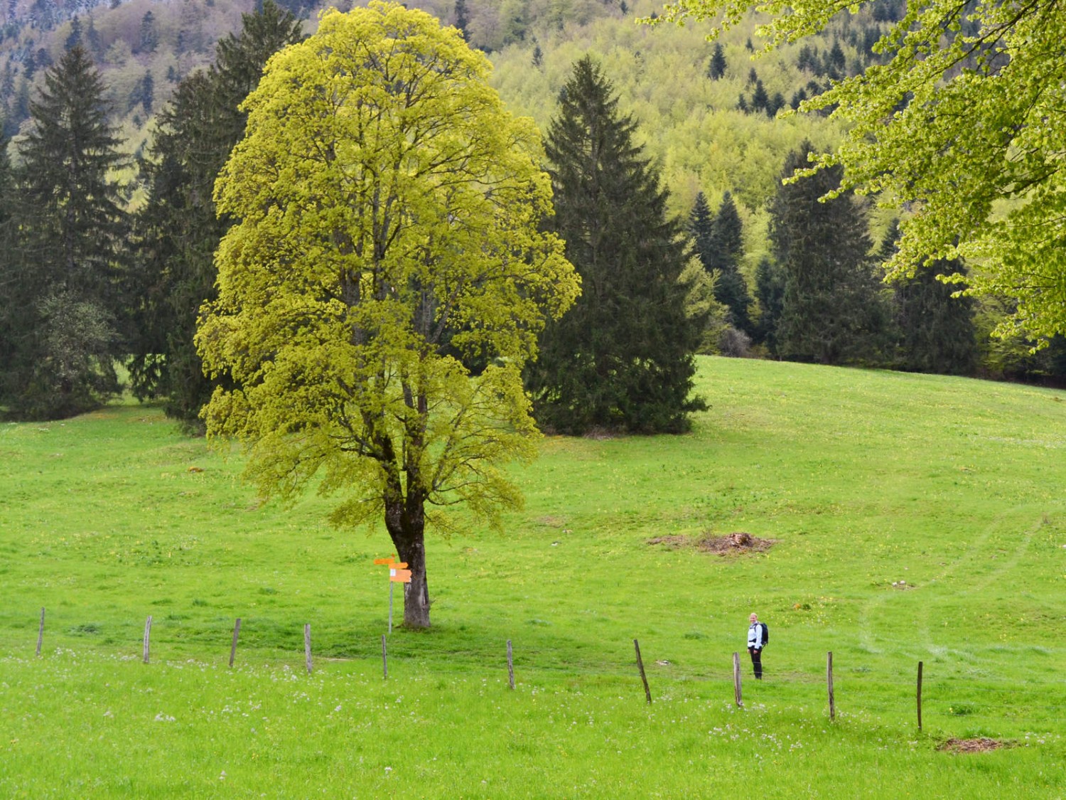 Grün in allen Farbtönen. Foto: Sabine Joss