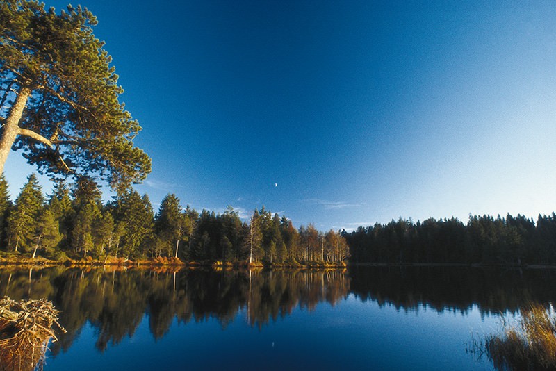 Blick auf den Etang de la Gruère an einem Bilderbuchtag.