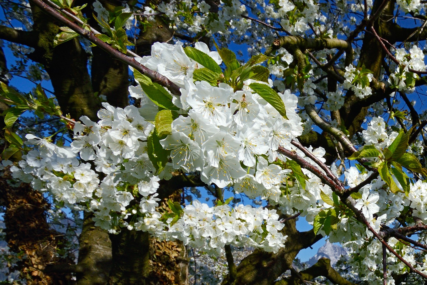 Beauté incomparable. Dans certains pays du monde, des fêtes sont organisées spécialement en l’honneur des fleurs de cerisier, non sans raison. 