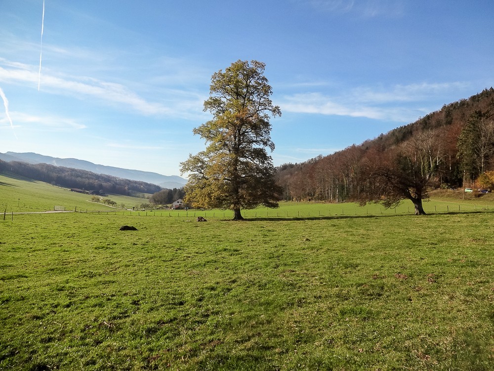 Peu après Courchapoix, l’ambiance jurasienne avec ses sapins est présente. Photo: Miroslaw Halaba