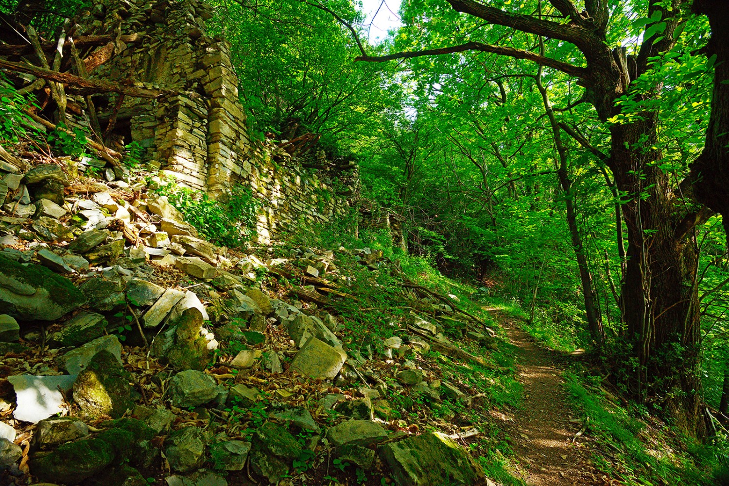 Im Aufstieg zum Sasso Gordona: Wo einst Alpweiden waren, ist heute dichter Wald.