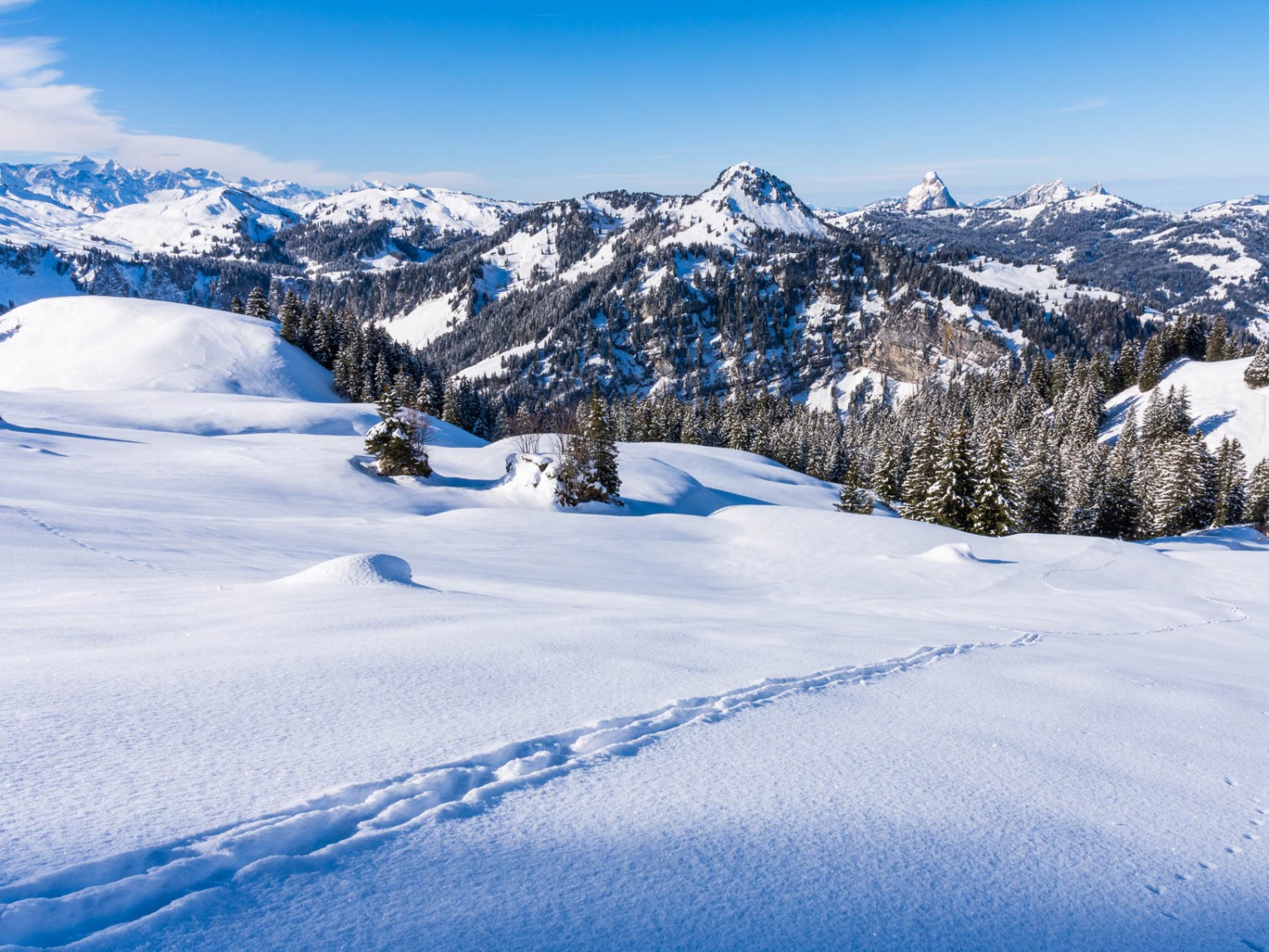 Auch Tiere ziehen ihre Spuren durch den tiefen Schnee. Im Hintergrund die Mythen. Bild: Franz Ulrich