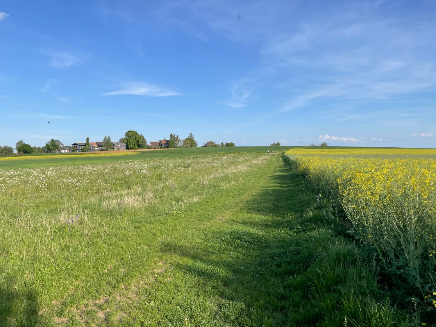 Der Wanderweg ist auch ein Wiesenweg. Bild: Vera In-Albon