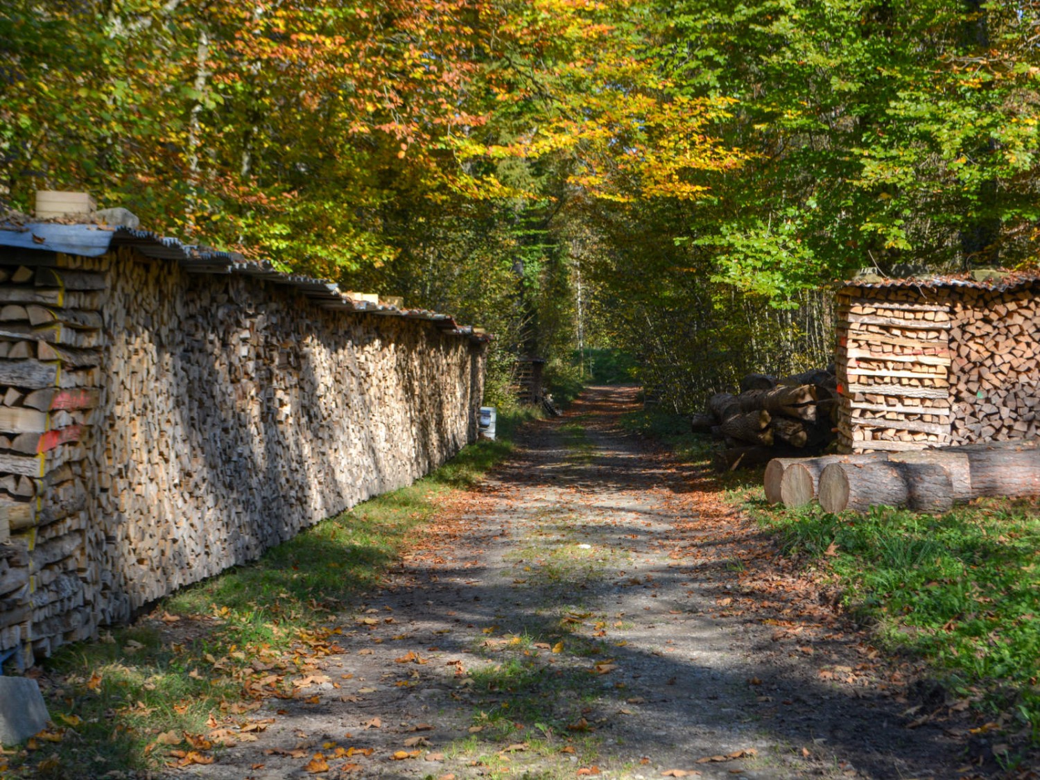 Le bois de chauffage est prêt pour cet hiver. Photo: Werner Nef