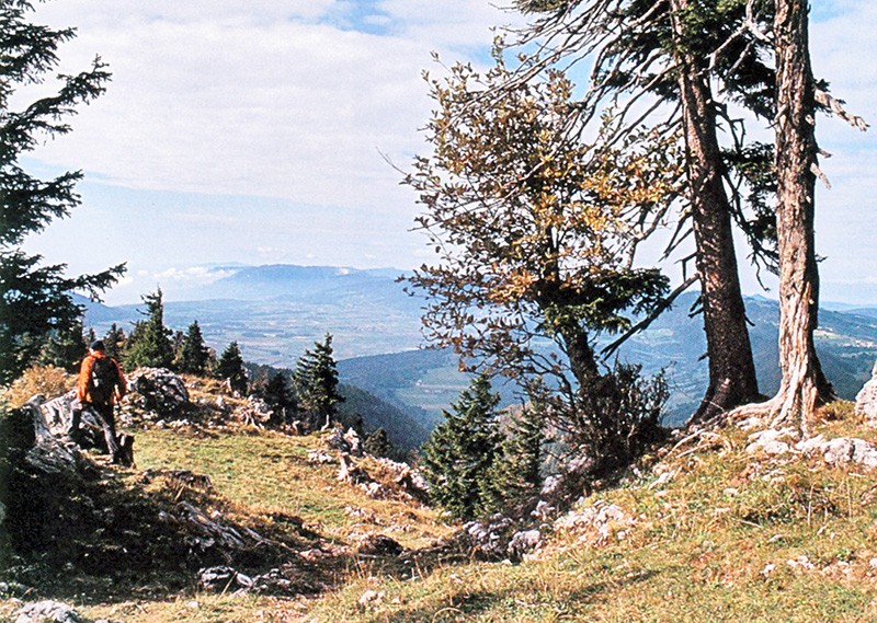 Sur l'arrête, entre Chasseral et Chaumont. Photo: Franz Auf der Maur