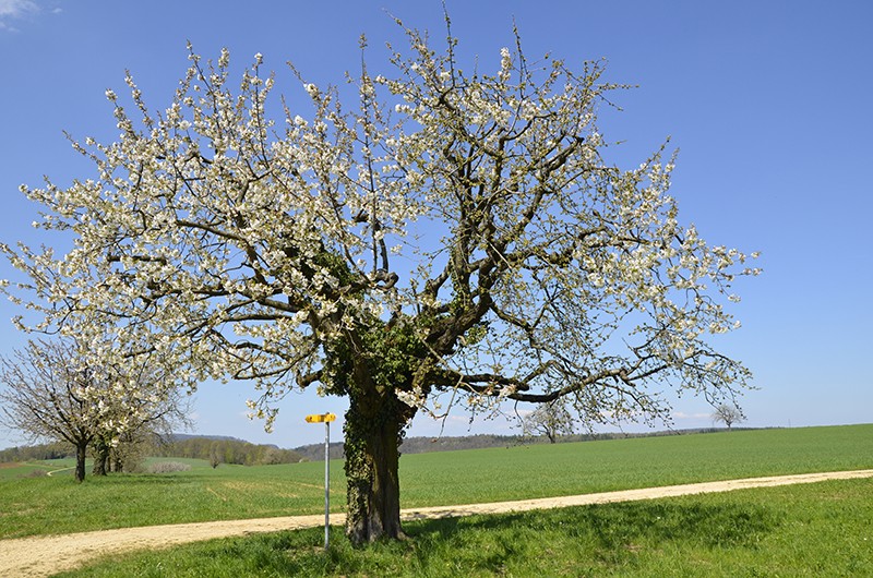 Le temps est suspendu au milieu des cerisiers en fleur. Photos: Dres Balmer