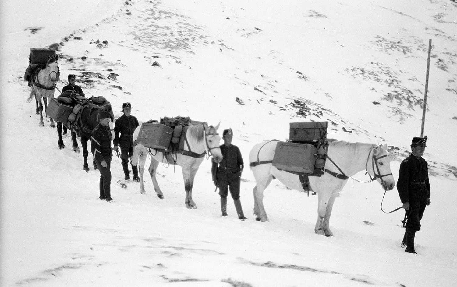 Colonne suisse de mulets dans la descente de la Piz da las Trais Linguas. Photo: màd