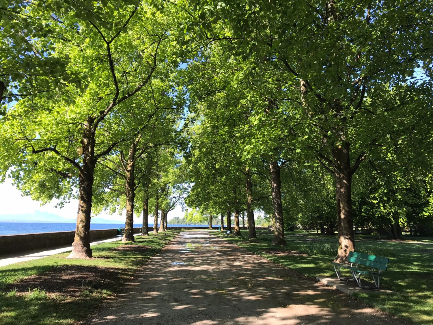 Sur les quais de Morges, le vert frais des feuilles et le bleu intense du lac.