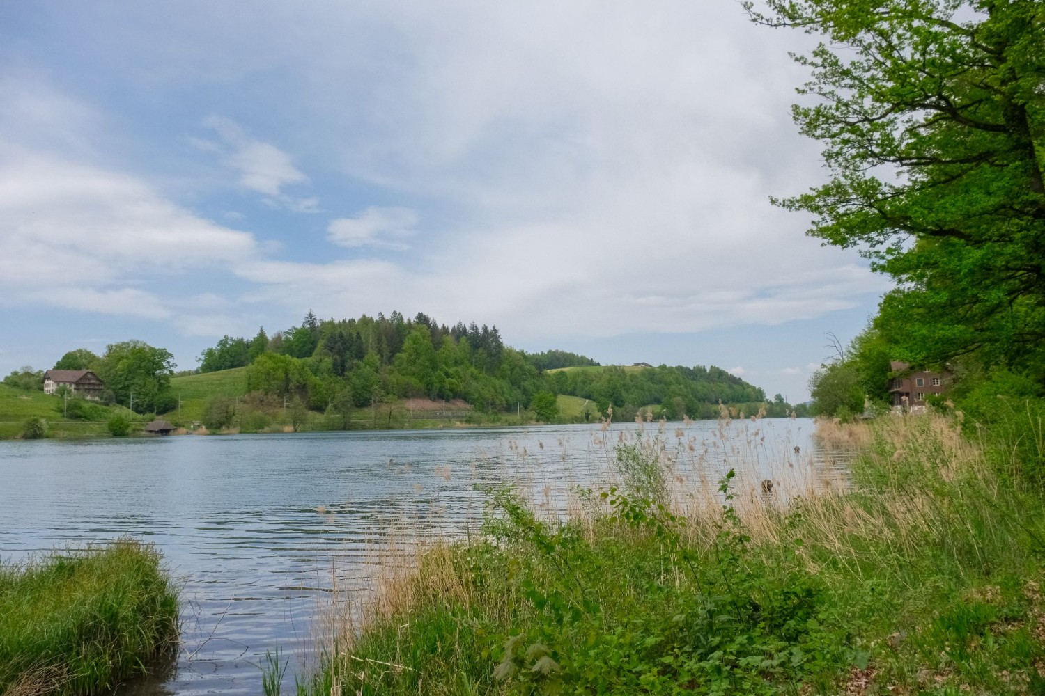 Le chemin longe directement la berge du Rotsee, qui est une réserve naturelle.