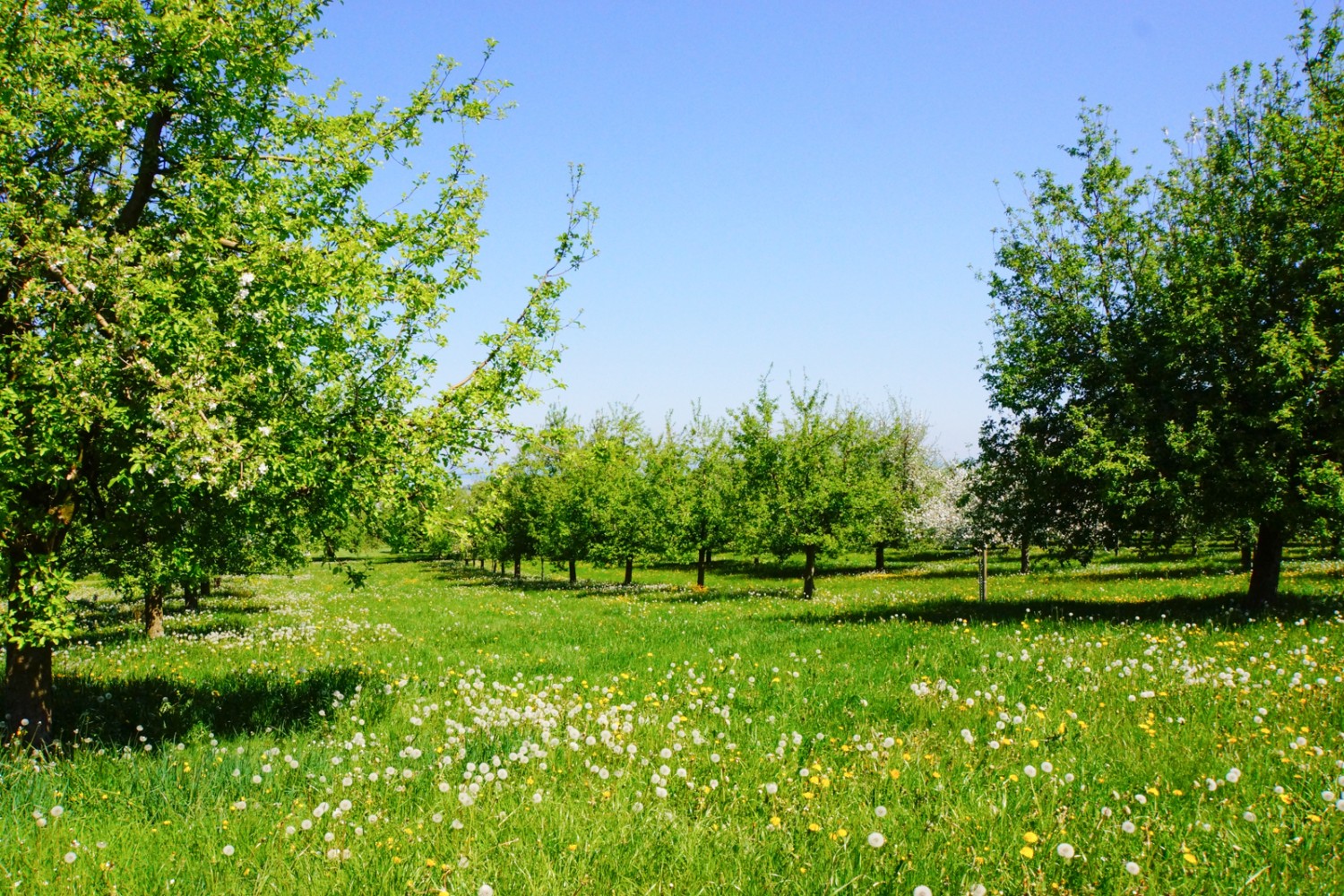 Alberi da frutta in fiore, pura primavera.