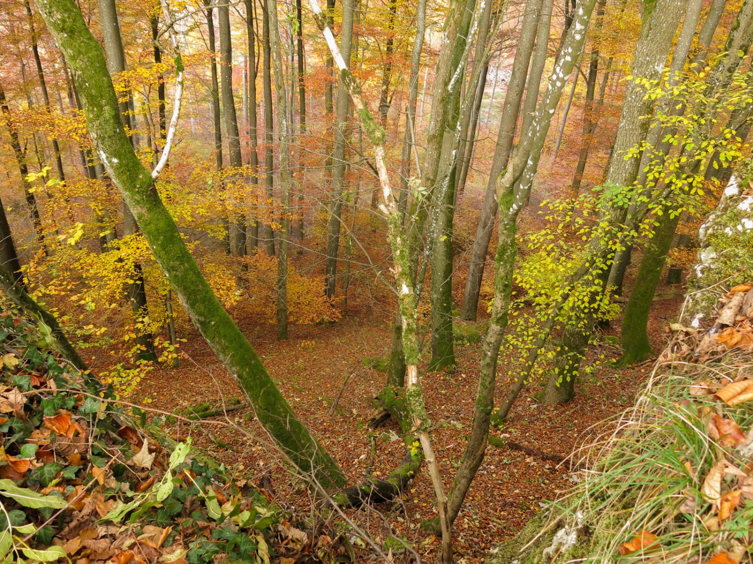 A travers la forêt,vers le Chestenberg. Photo: Marina Bolzli