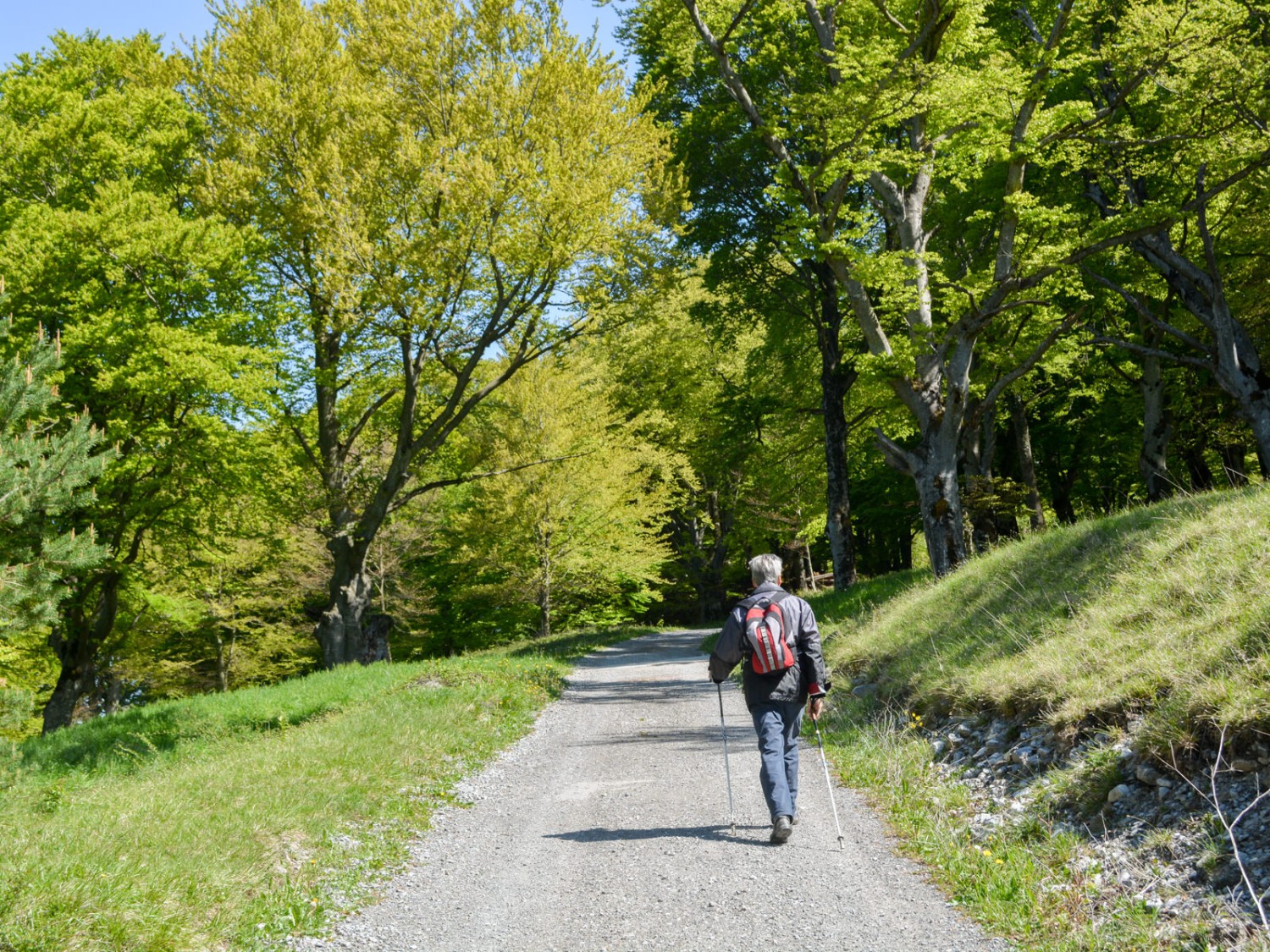 Zum Wäldle, dem höchsten Punkt unserer Tour, führt eine Forststrasse. Bild: Werner Nef