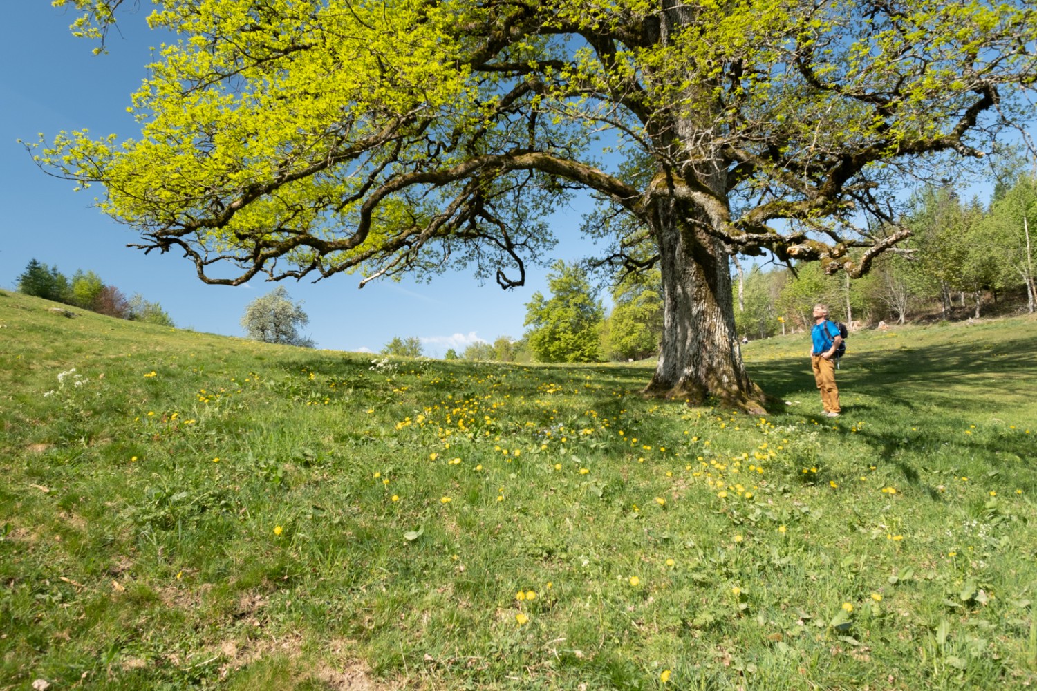 Poco prima di Mont Chesau, questa possente quercia si erge in mezzo al prato.