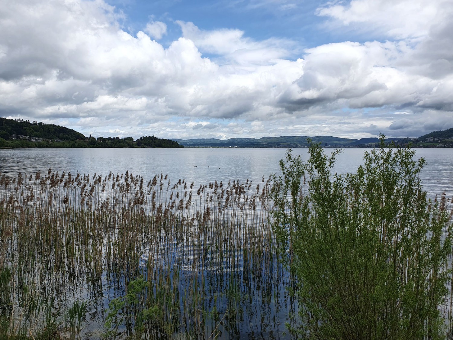 Am Zugersee kurz vor Itelfingen. Bild: Marina Bolzli