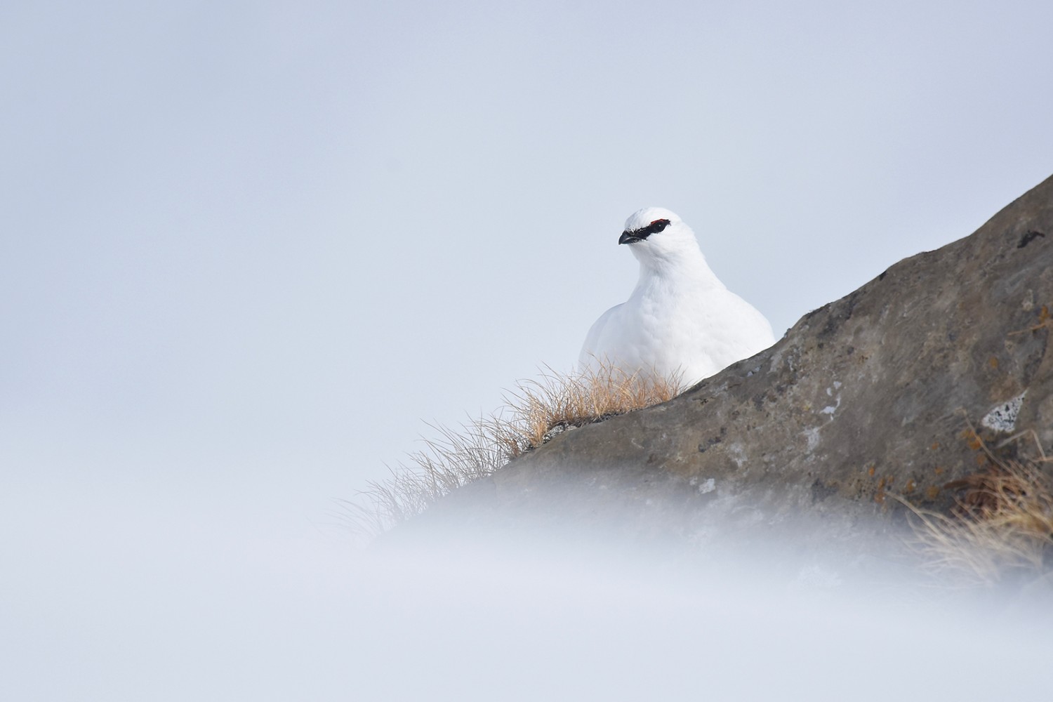 Optimal getarnt: das Schneehuhn im Winter. Bild: Sébastien Tinguely