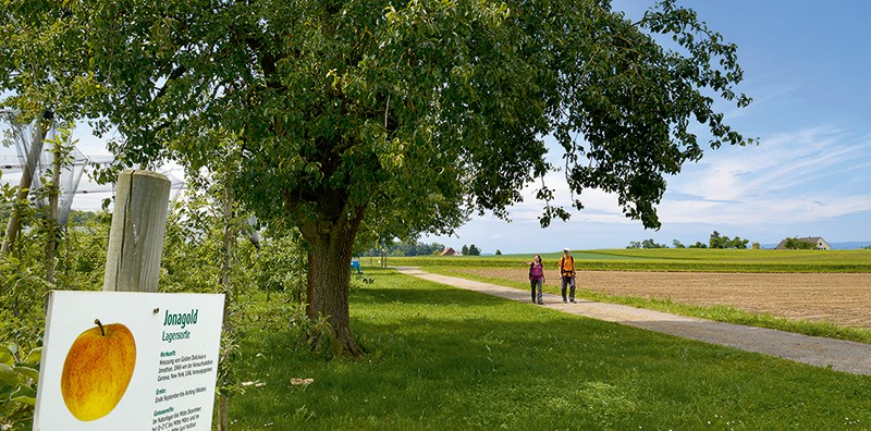 Unterwegs auf dem lehrreichen Obstlehrpfad bei Altnau.