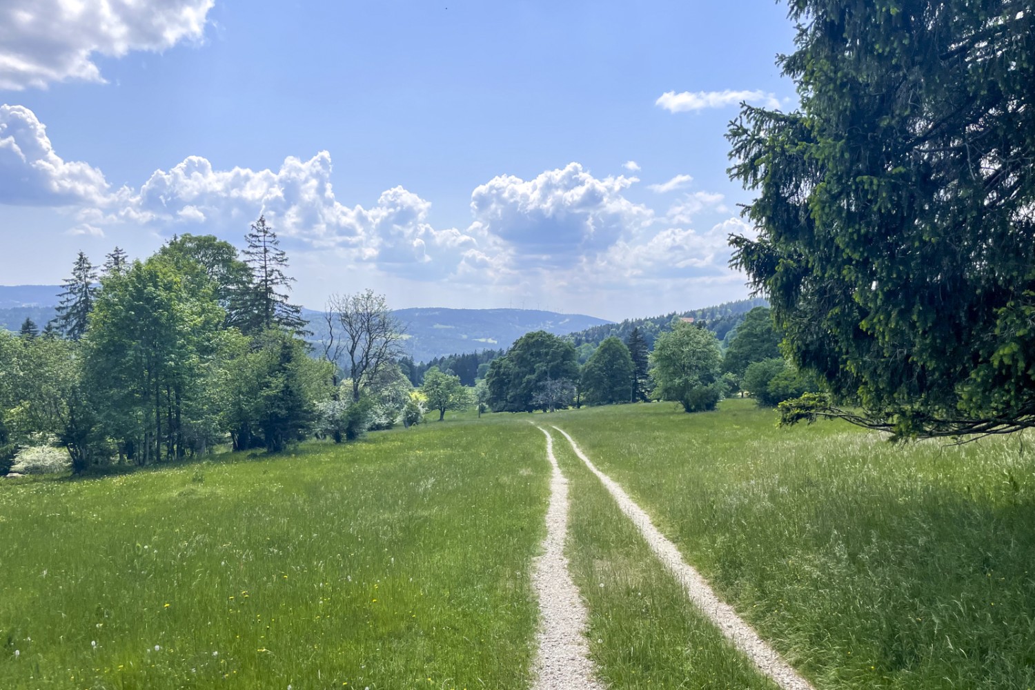 Tipico paesaggio giurassiano: prati, pascoli e boschi radi. Foto: Lukas Frehner