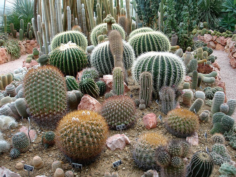 Der botanische Garten von Porrentruy birgt eine der wichtigsten Kakteensammlungen der Schweiz.   Bild: Philipp Koller