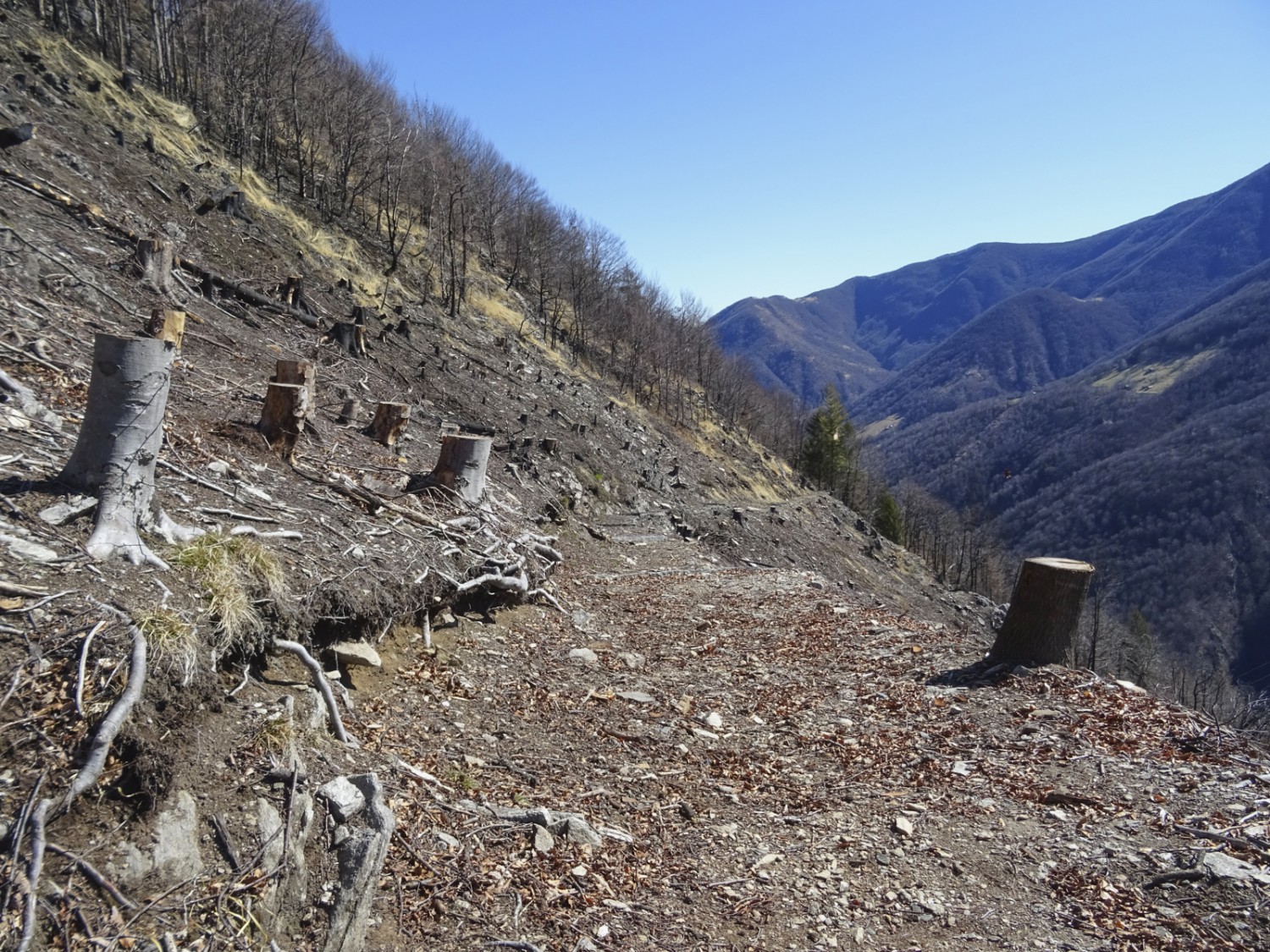 Dopo l’incendio, della maggior parte degli alberi sono rimasti solo i monconi.