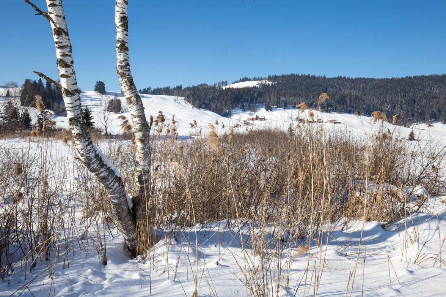 Die Wanderung führt über das grösste Hochmoor der Schweiz.