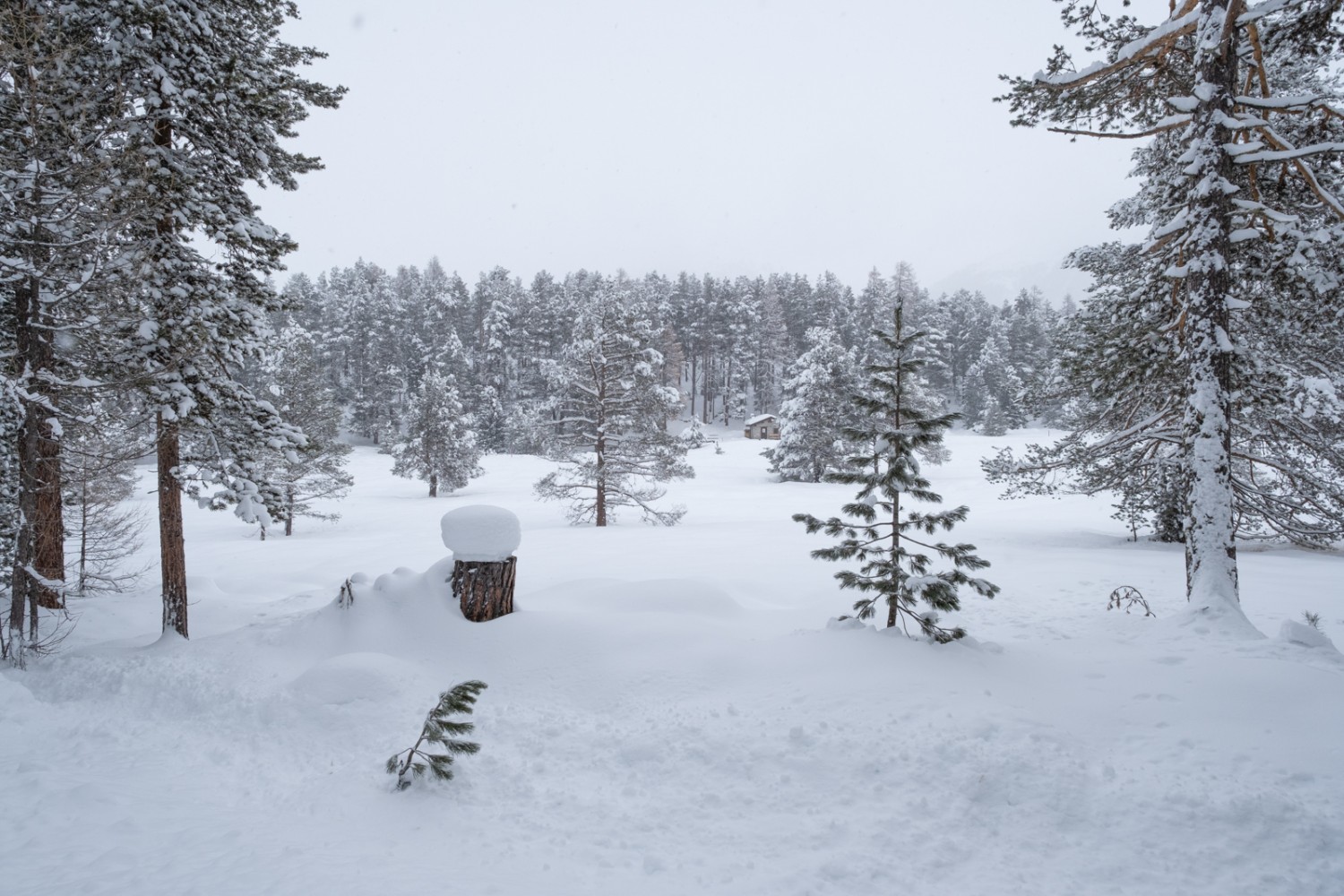 Stazerwald, une forêt absolument idyllique. Photo: Markus Ruff