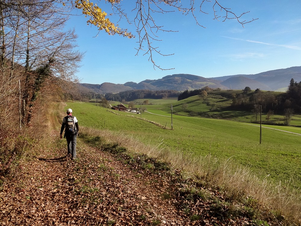 Par temps ensoleillé, la marche le long de la clairière est des plus agréables. Photo: Miroslaw Halaba